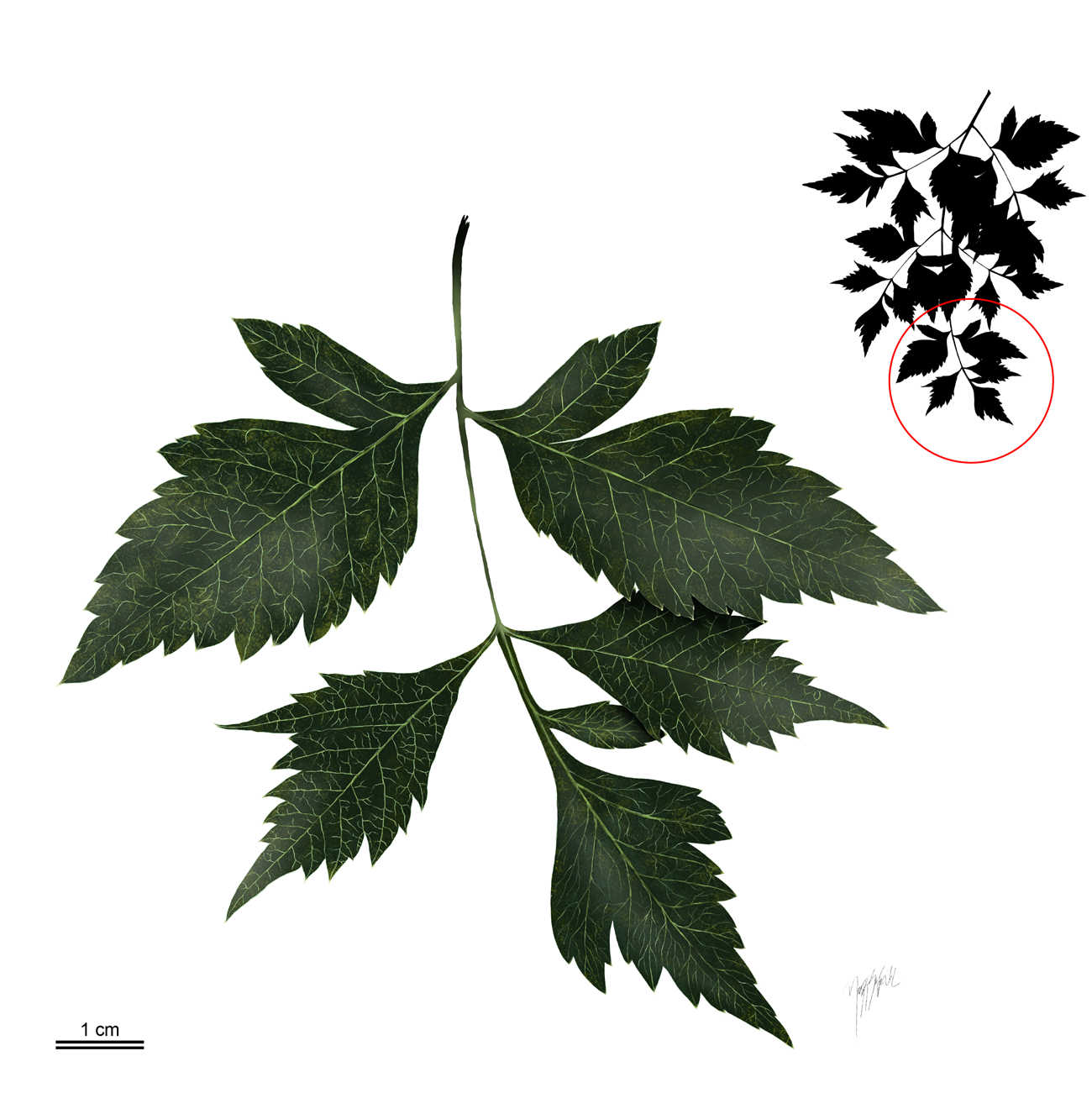 Five leaflets attached to a stem with a diagram in the upper right showing a black silhouette of a whole leaf.