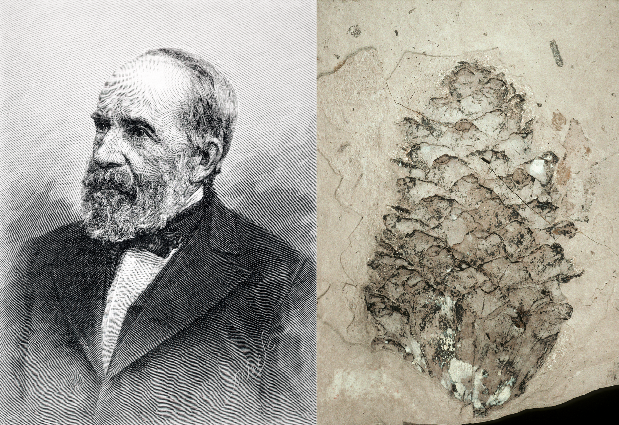 An image of a bearded man on left and a pine cone fossil on right.