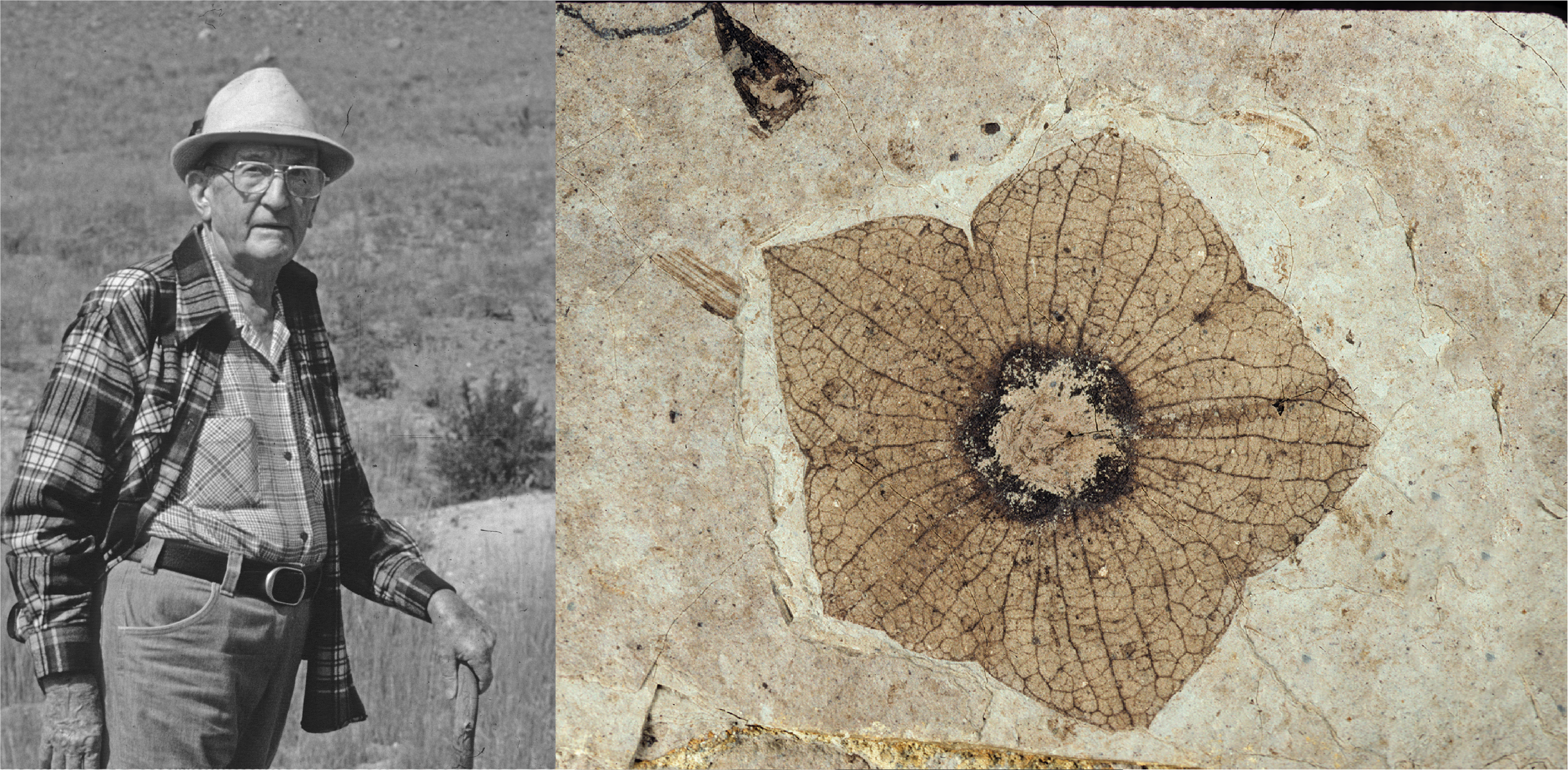A man in a hat and glasses on the left and a fossil flower caylx on the right.