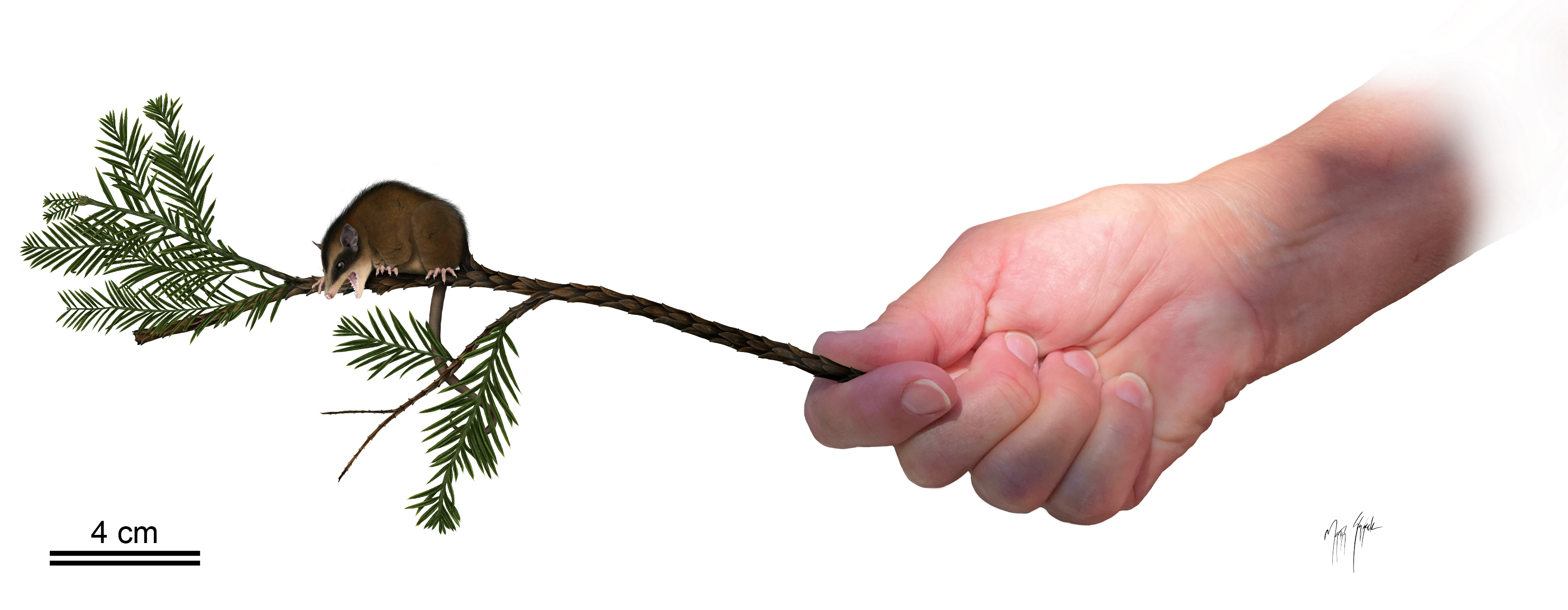 A hand on the right holds a reconstruction of a redwood twig with a nanodelphys perched on the end to scale.