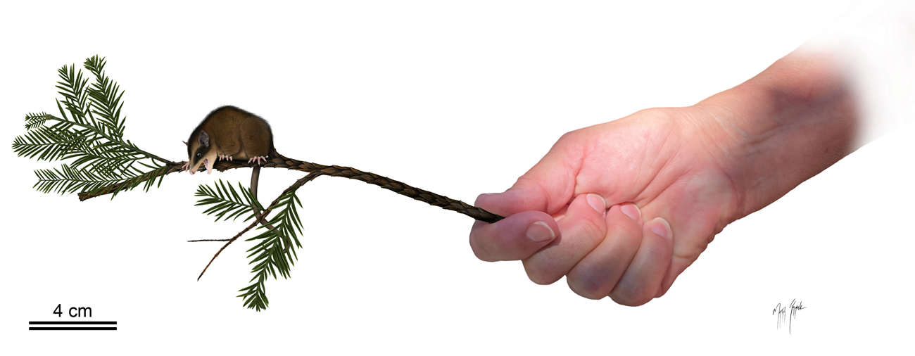 A hand on the right holds a reconstruction of a redwood twig with a nanodelphys perched on the end to scale.