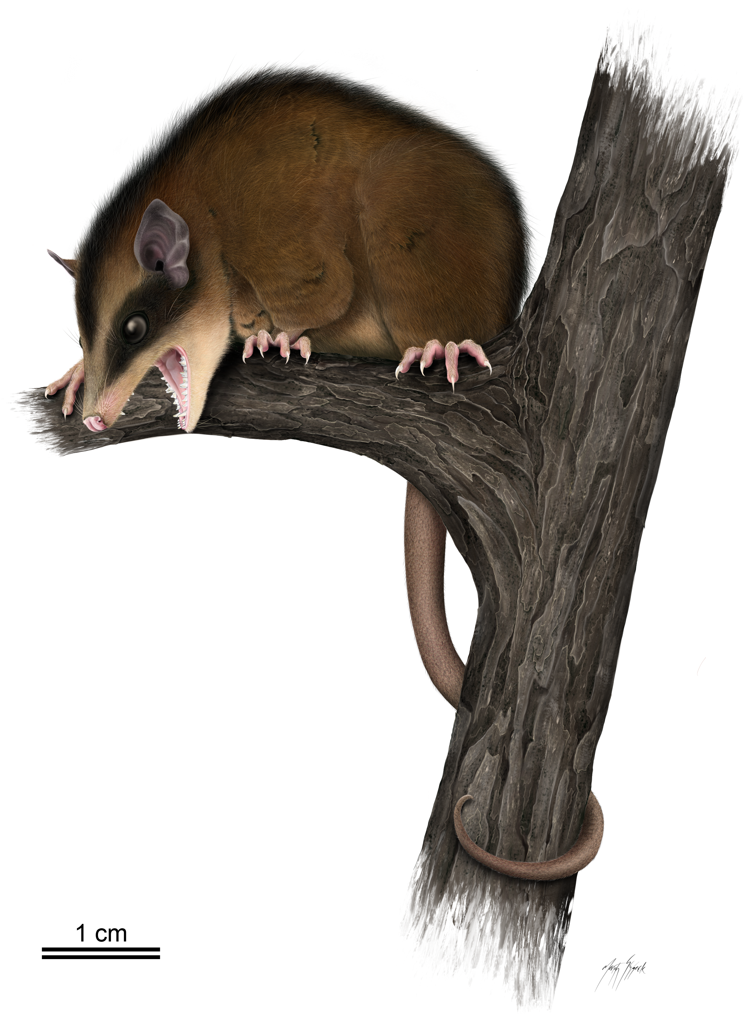 A brown and black opossum clutching a branch with it's mouth open.