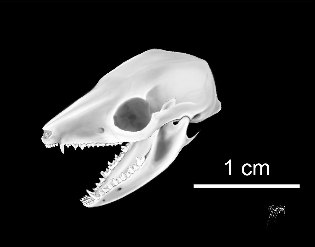 A reconstructed opossum skull with it's mouth open on a black background.