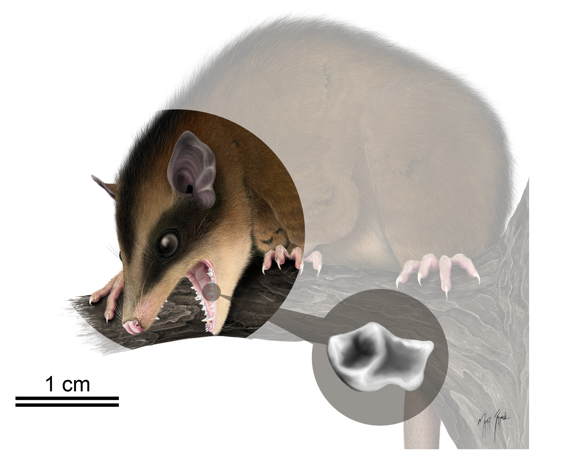 A zoom in of a reconstructed opossum with an inset magnifying one of it's molars to show what it's surface looks like.