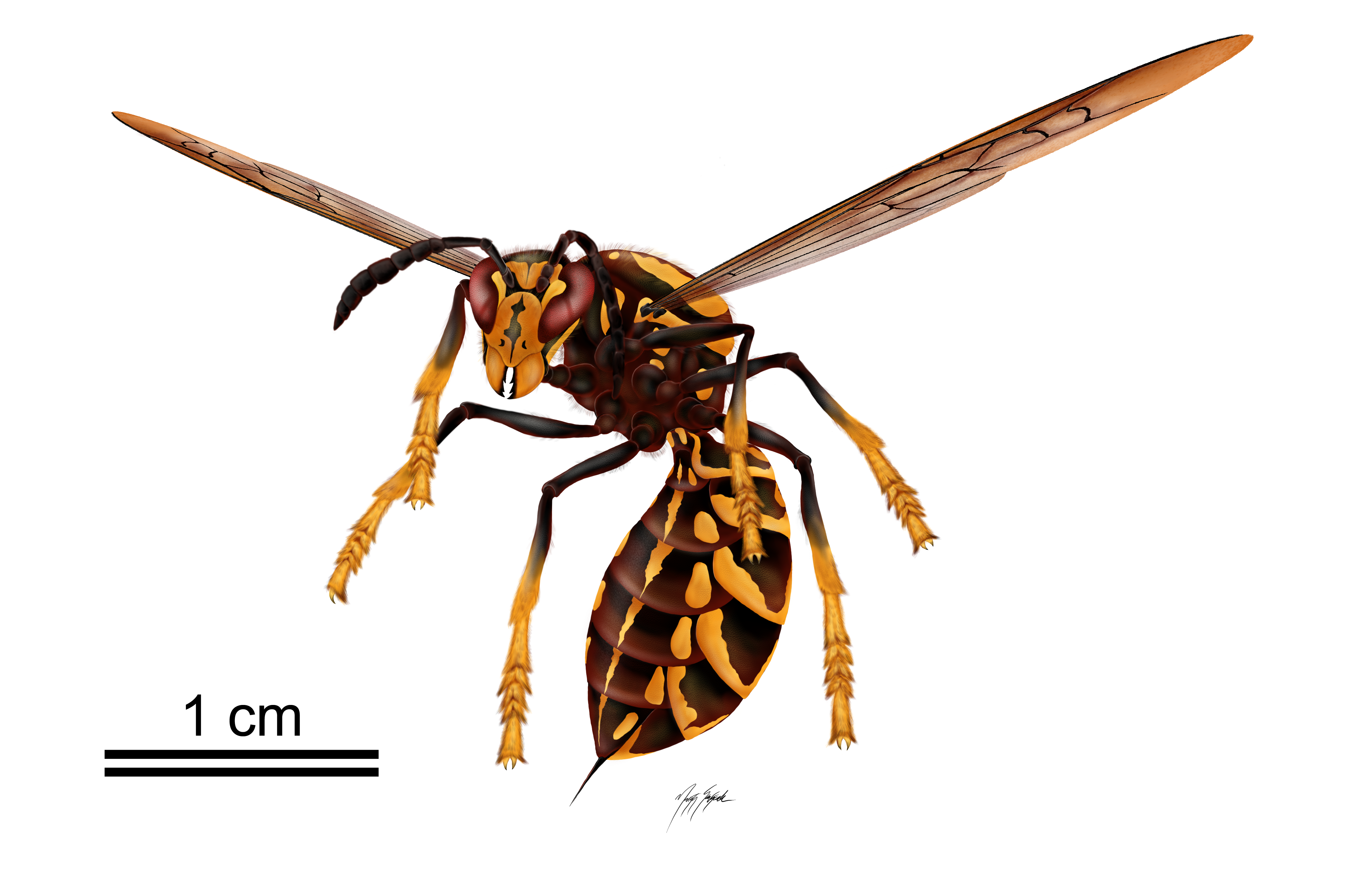 A single wasp on a background of white in flight with stinger visible