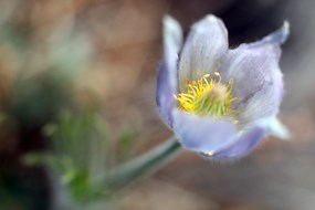 Pasqueflowers_a