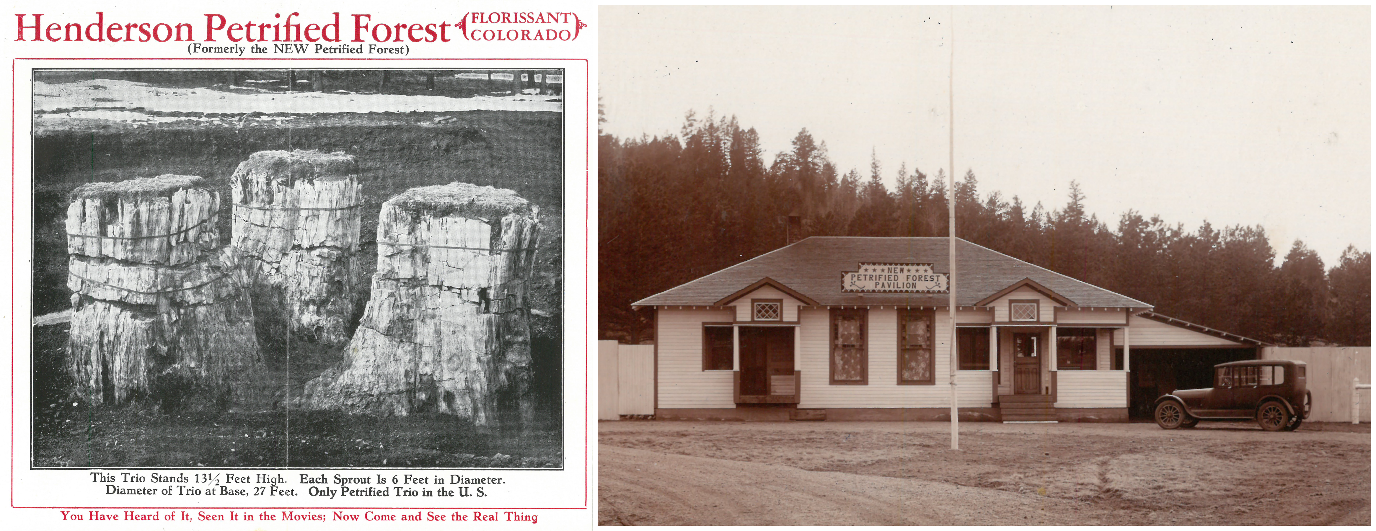 A brochure on the left advertising the Henderson Petrified Forest and an old photograph of a building and car on the right, the building has a sign that says New Petrified Forest.