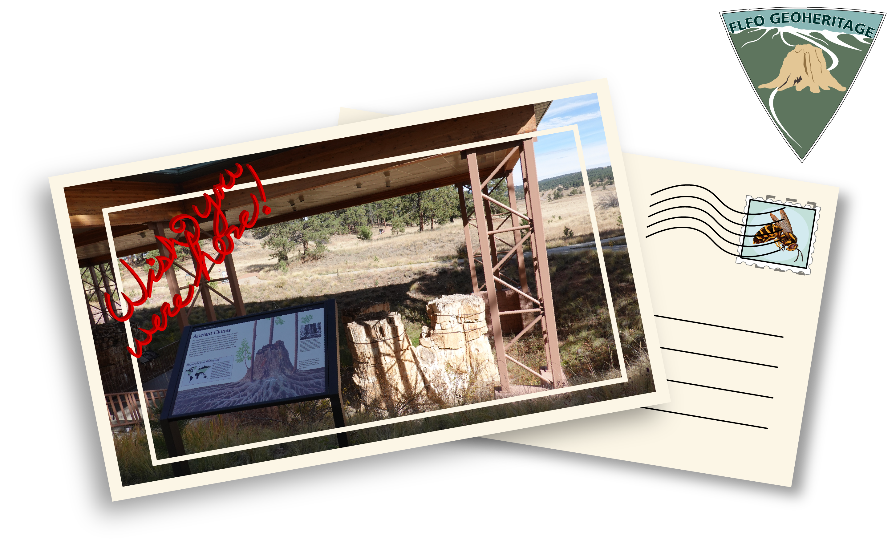 Illustration of a post card with a photo of a petrified redwood trio at the bottom of a hill and a wayside sign in the left foreground. The words "wish you were here" are written in red on the top left corner.