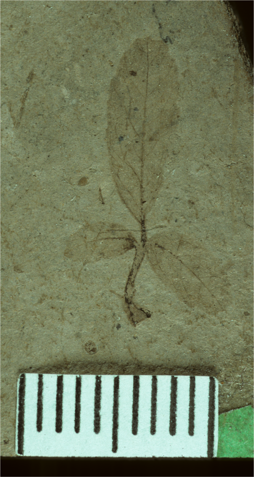 A fossil rose leaf on grey shale with three leaflets.