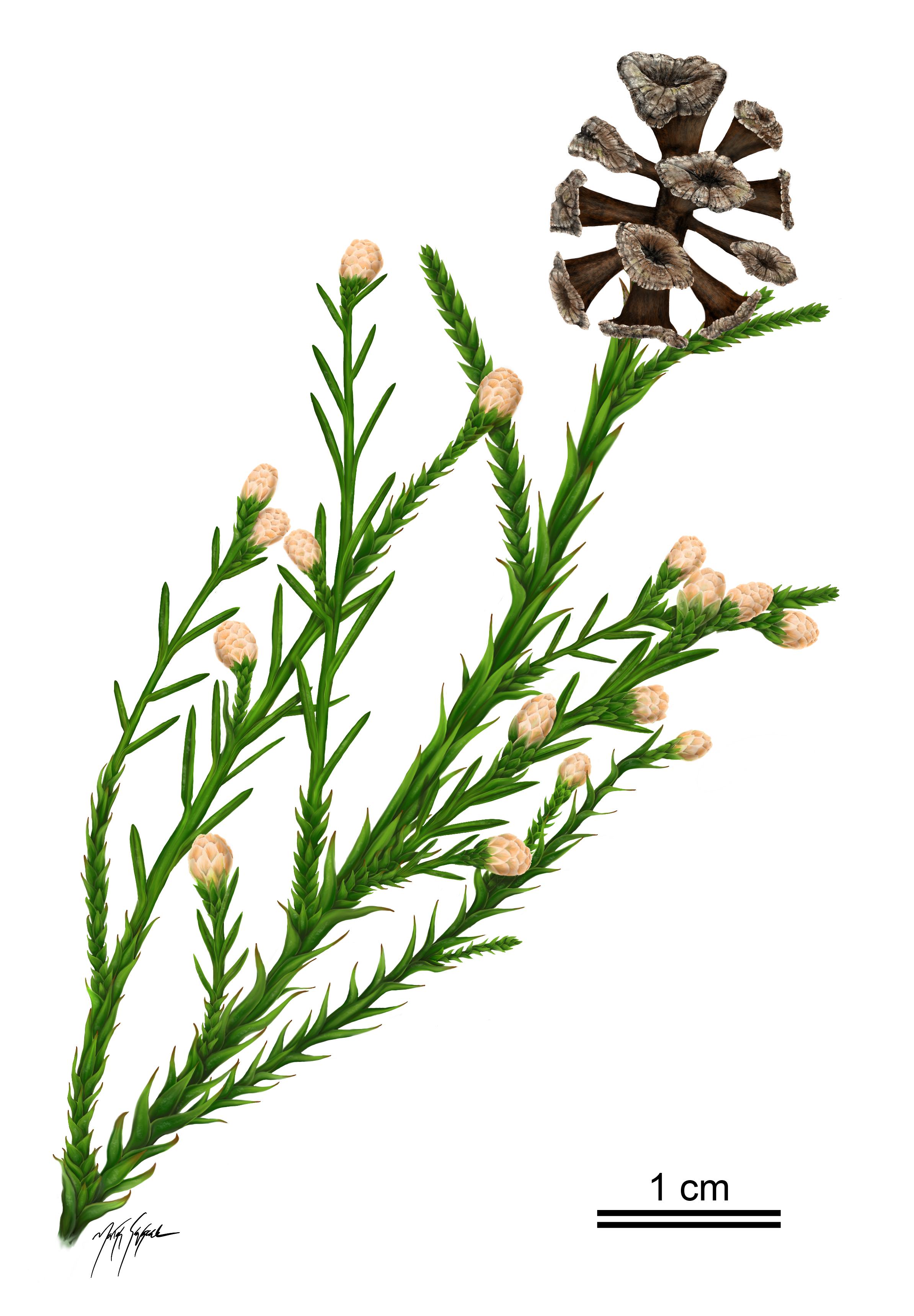 An artist reconstruction of a fossil redwood branch ending in a mature female cone accompanied by sixteen male pollen cones on numerous branchlets.