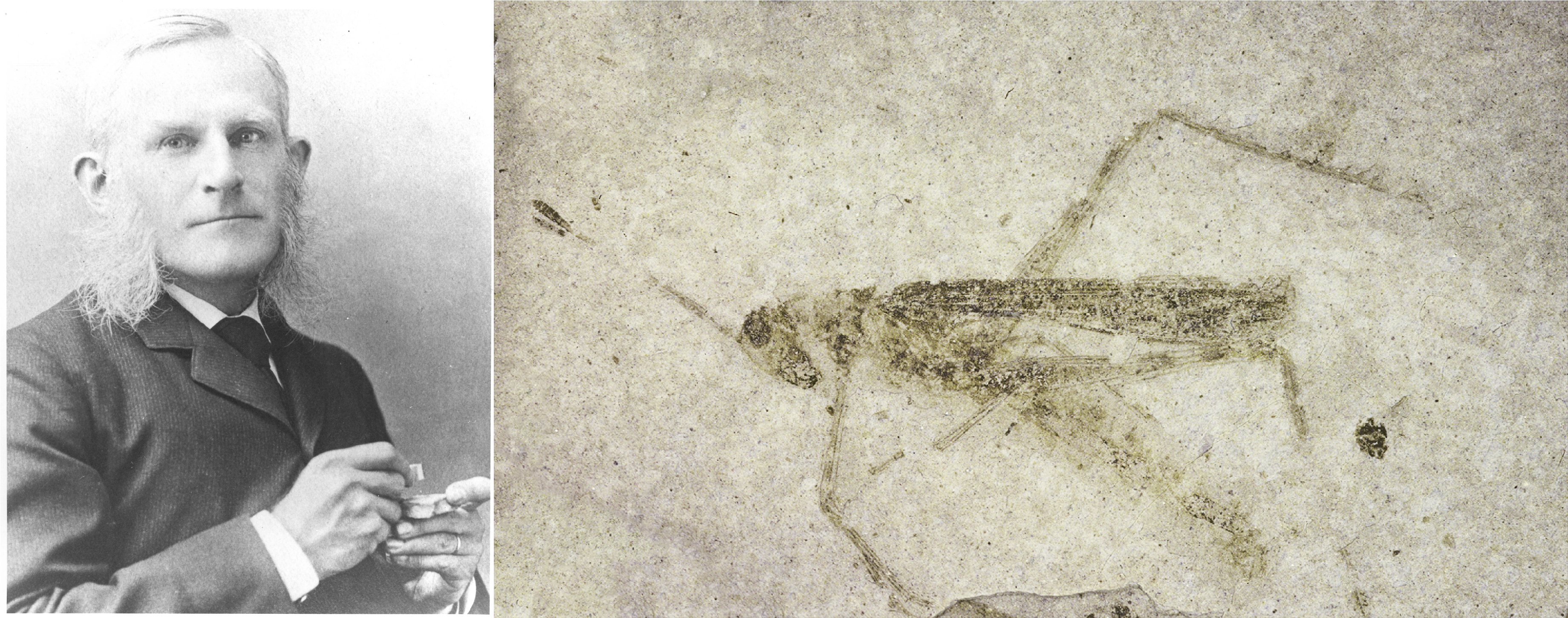 A picture of a man on the left and a grasshopper fossil on the right.