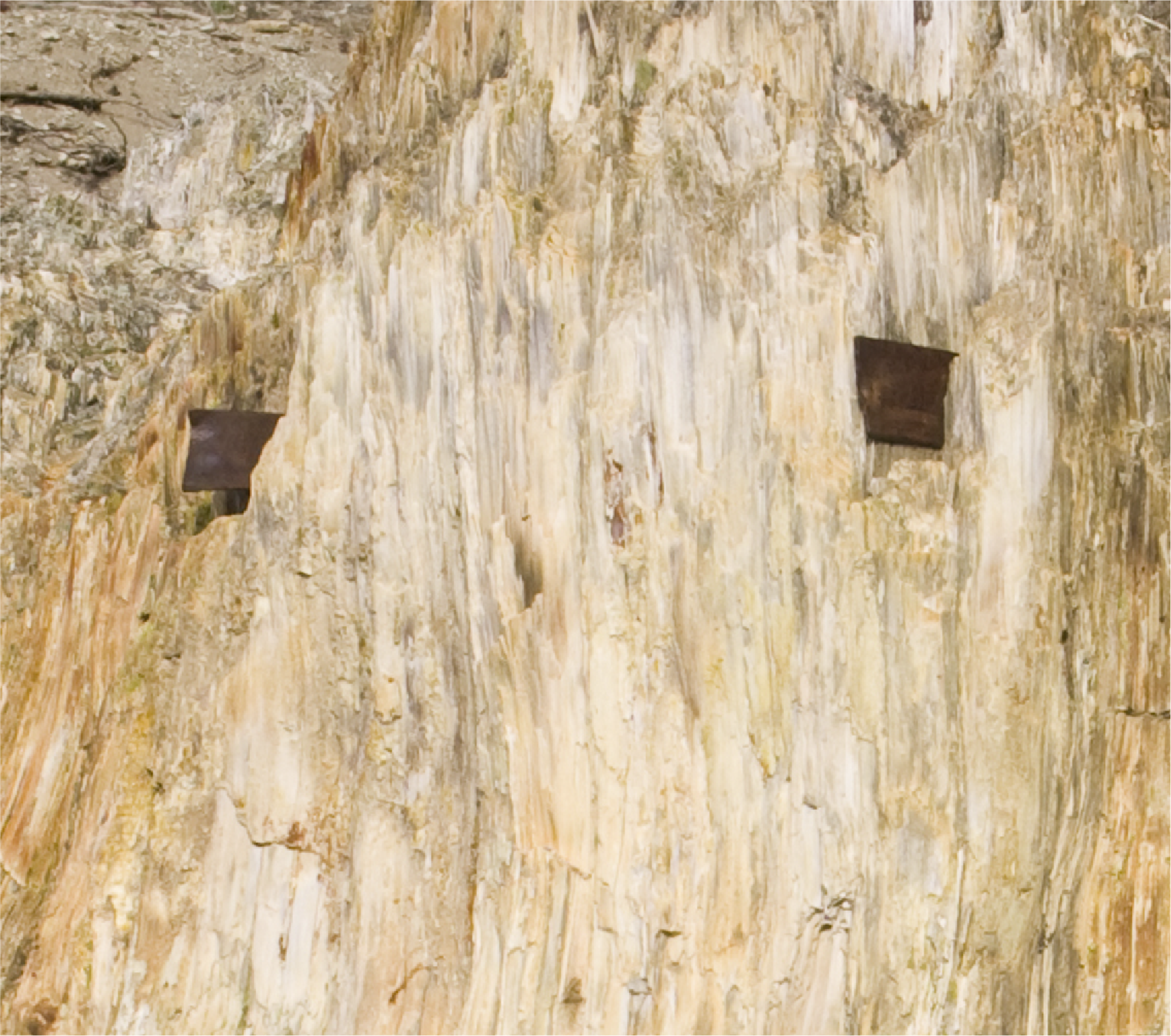 A close up of two rusty sawblades sticking out of tan petrified wood.