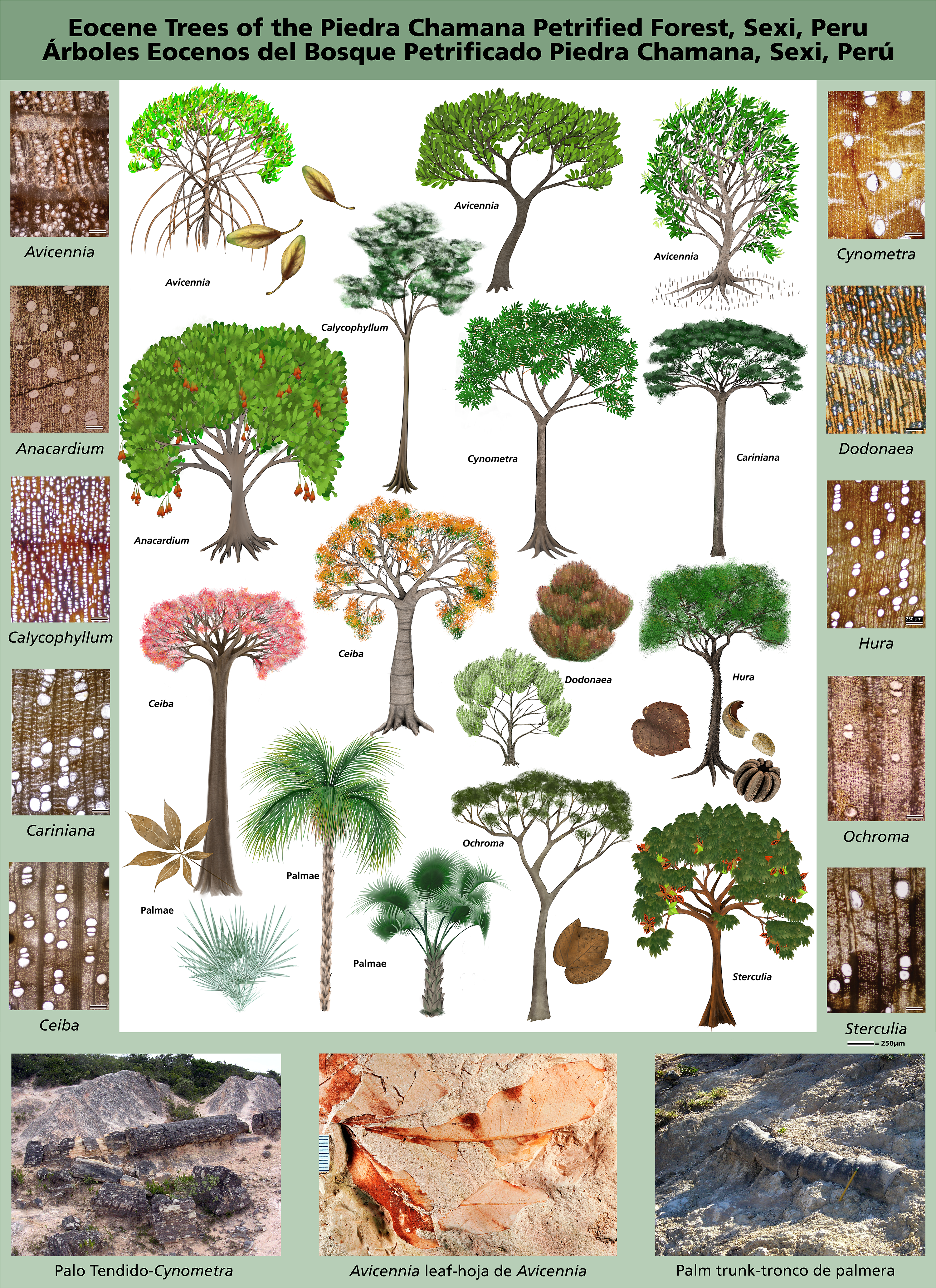 A poster featuring 17 various trees and shrubs with ID labels on a white page, bordered on both sides with images of petrified wood taken with a microscope.  At the bottom are pictures of petrified tree trunks and the other is a fossil leaf.