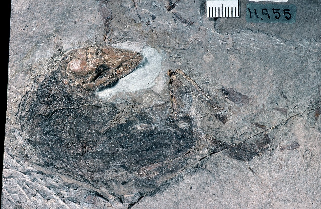 Fossilized mouse opossum curled up on a piece of shale.  Skull with teeth and limbs are visible.
