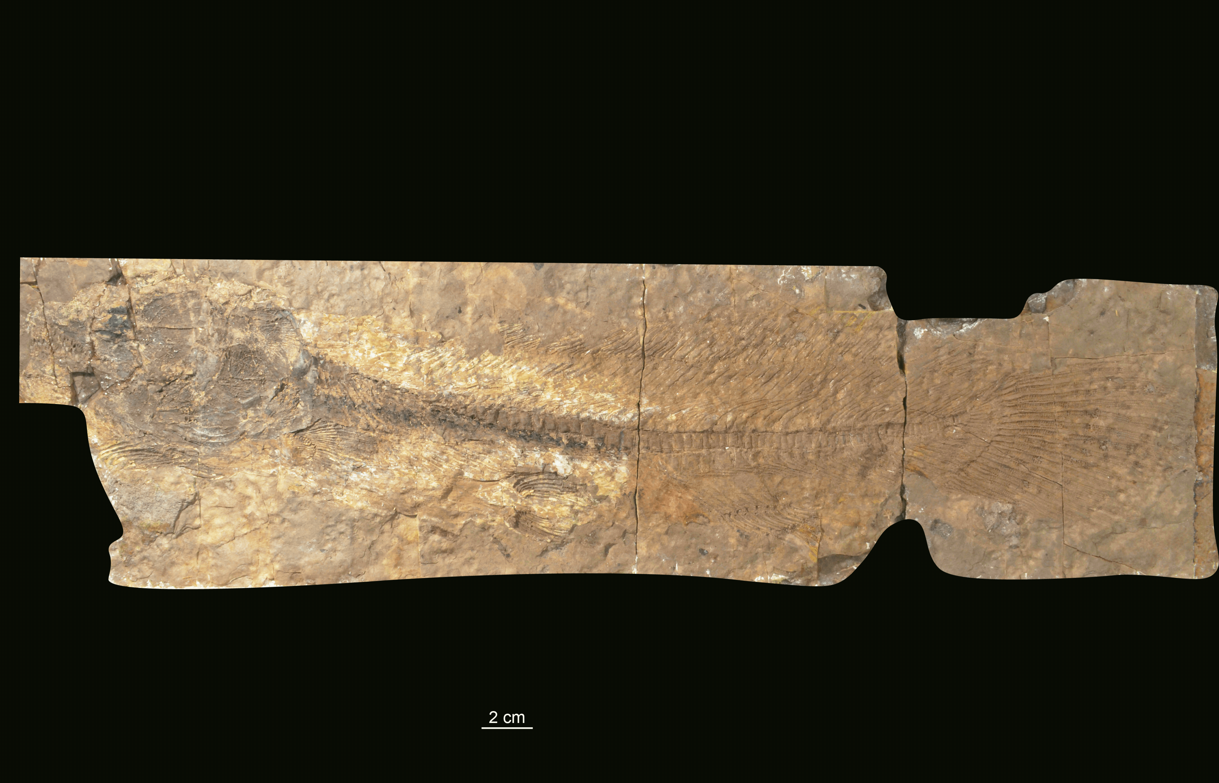 Animated gif showing progression of bowfin from fossil, to skeleton, to flesh.