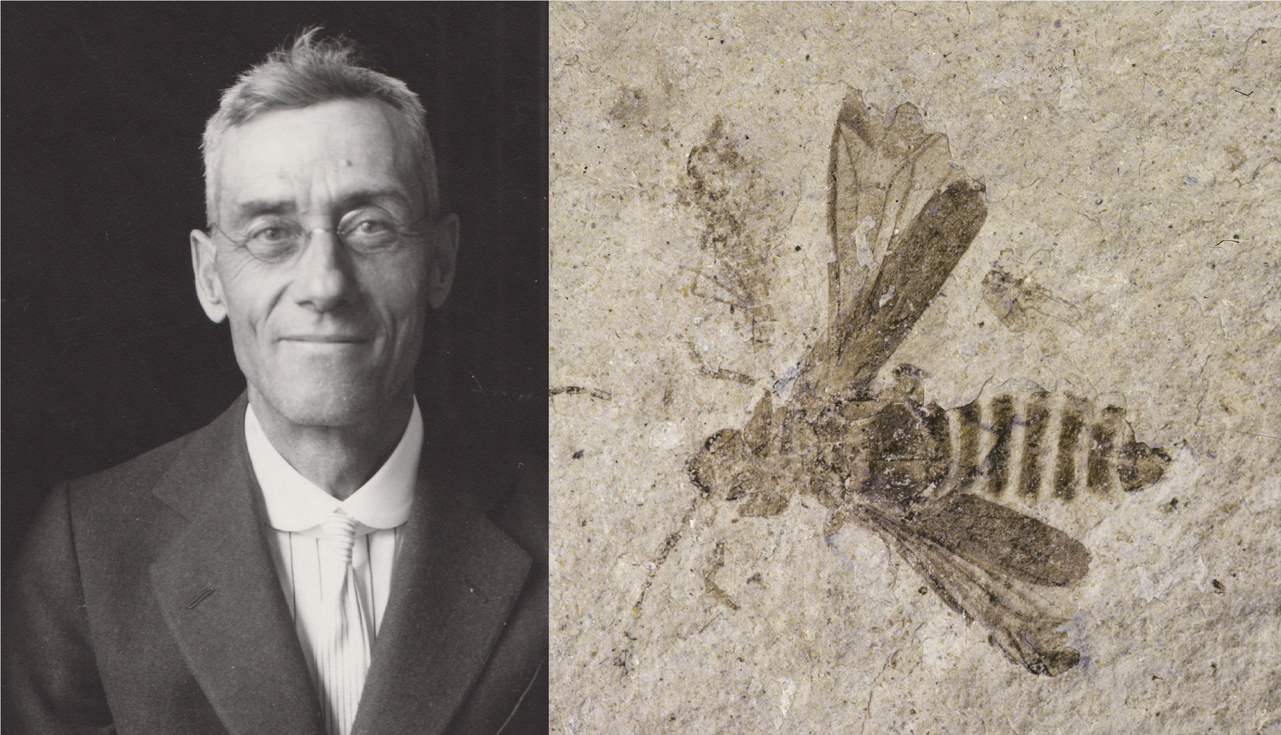 A smiling man in glasses on the left with a fossil insect on the right.
