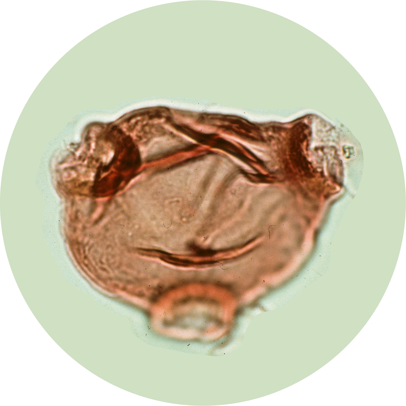 A translucent brown pollen grain under magnification on a pale green background.