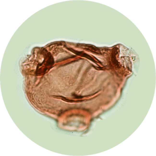 A translucent brown pollen grain under magnification on a pale green background.