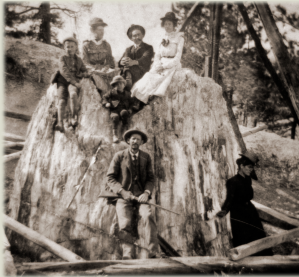 Old black and white photo of petrified stump with a five children sitting on top and a man on the ground at the front, a woman in a hat leans against the right side of the stump.