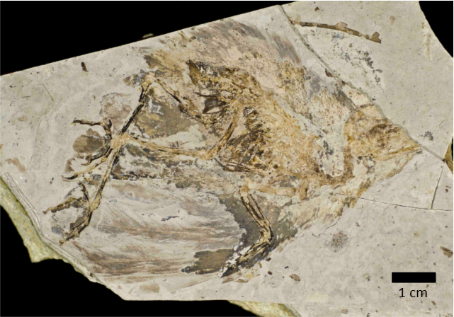 carbonization Brown, carbonized fossil feathers