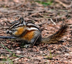 Chipmunk nibbling