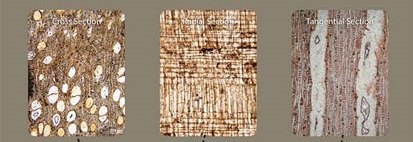 Cross section, radial section, and tangential sections of a fossil golden rain tree