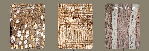 Cross section, radial section, and tangential sections of a fossil golden rain tree