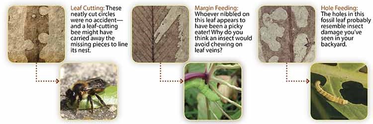 three fossil leaves with insect marks, and 3 modern plants with insects