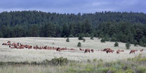 elk