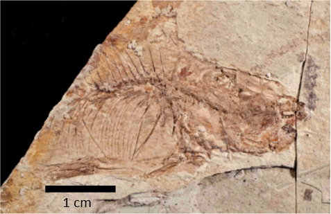 Impression fossil of fish vertebrae