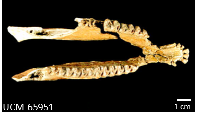 Fossil lower jaw of a mesohippus