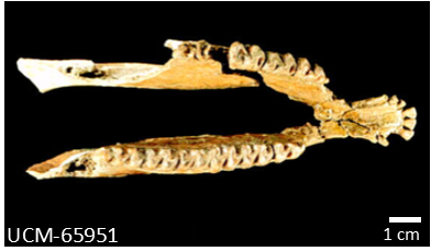 mesohippus fossil jaw Fossil lower jaw of a mesohippus
