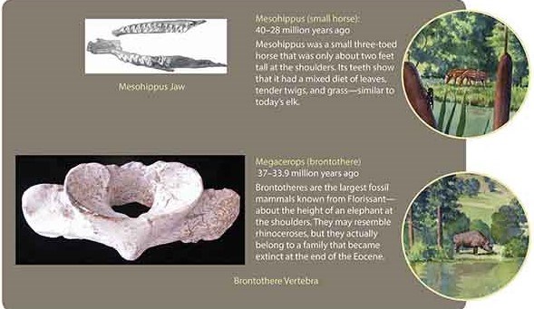 bones from Messohippus and brontothere, and artists renditions of what they may have looked like.