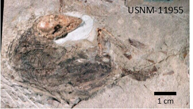Mouse opossum fossil