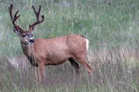 A Mule Deer in Florissant Fossil Beds NM A Mule Deer in Florissant Fossil Beds NM