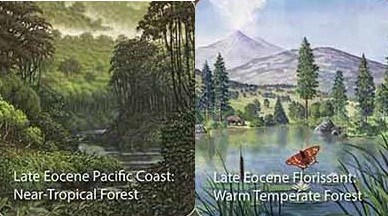 Artists rendition of Late Eocene Pacific Coast Near-tropical Forest and Late Eocene Florissant Warm Temperate Forest