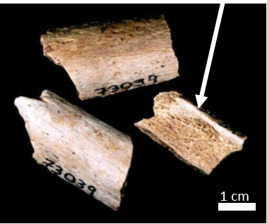 Three, white, fossil bone fragments that were permineralized