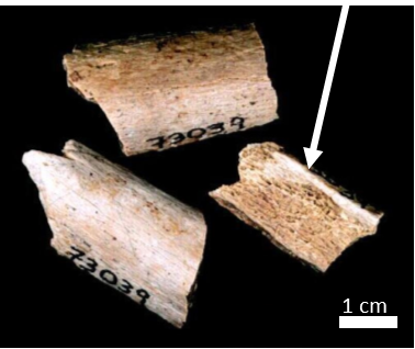 permineralized Three, white, fossil bone fragments that were permineralized