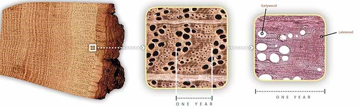 porosity of a golden rain tree