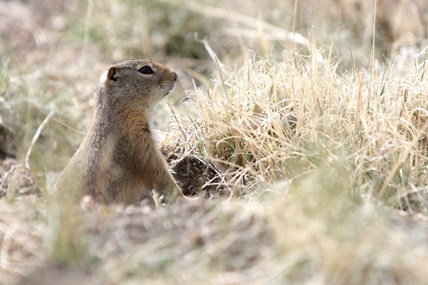 Wyoming ground squirrel standing in burrow