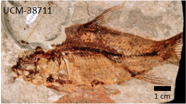 Sucker fish fossil