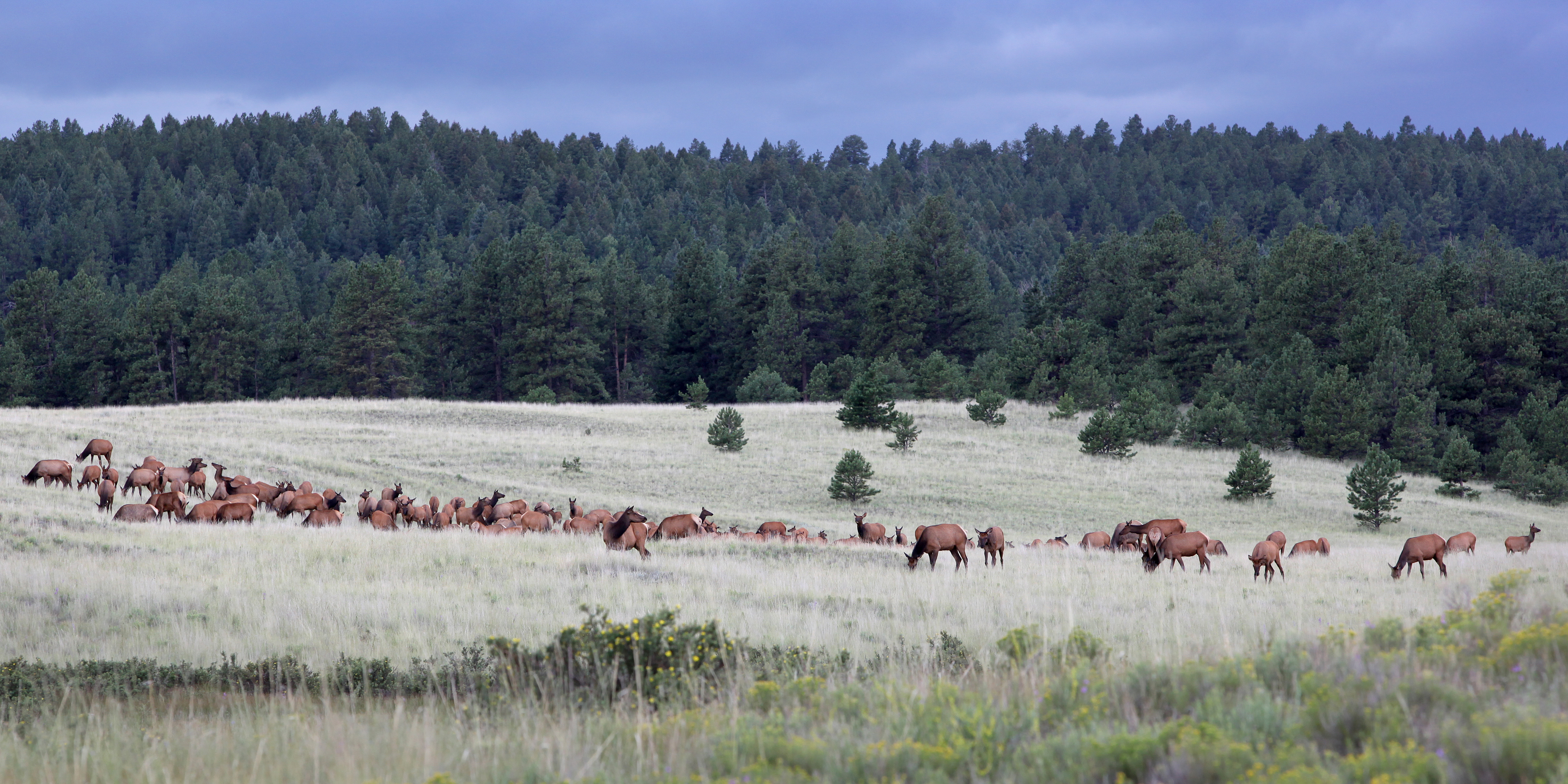 Elk herd at Florissant Fossil Beds