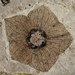 Florissanti Flower