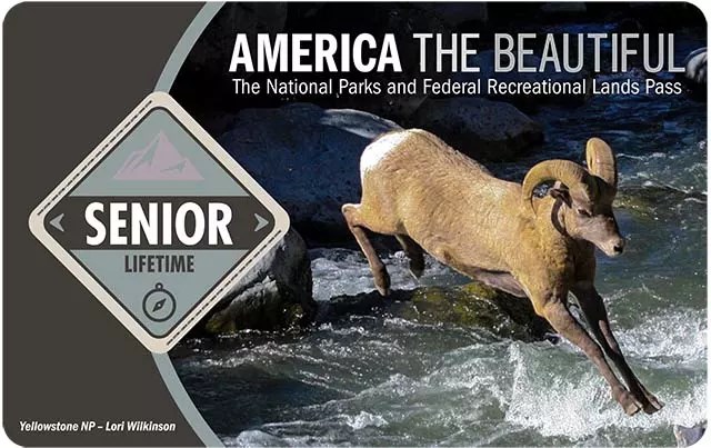 The America the Beautiful Lifetime Senior Pass with image of bighorn sheep running across a stream