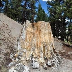 Big Stump, petrified redwood stump