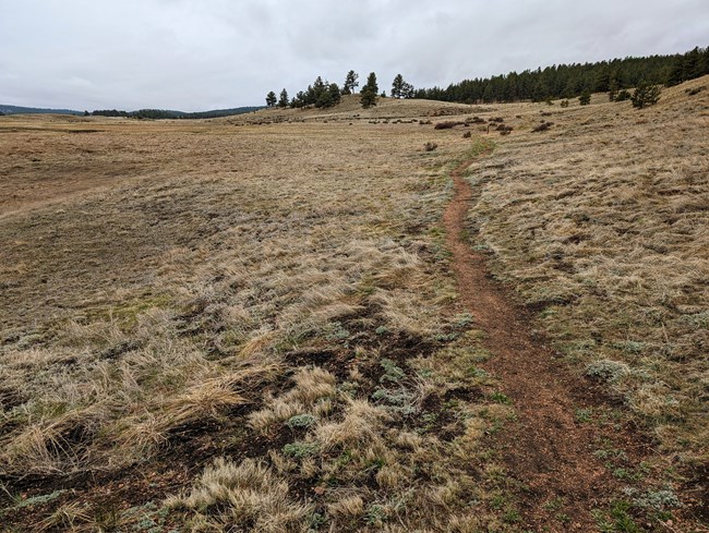A red gravel trail passes through a meadow composed of short yellow grasses and low growing sage.