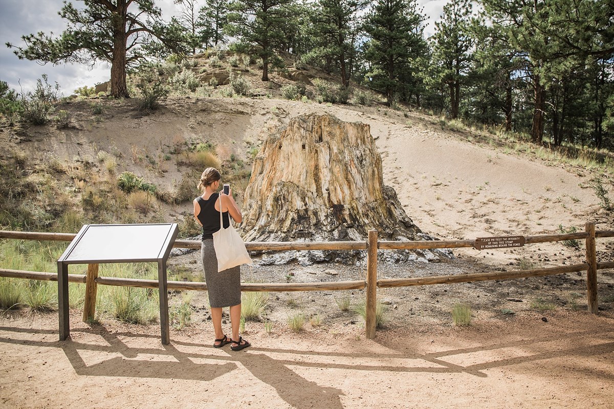 Visitor examines petrified redwood stump at Florissant Fossil Beds