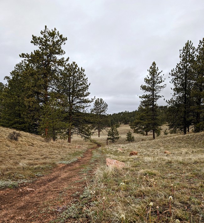 A red gravel path lined with small white flowers cuts through a grassy field toward pine trees.
