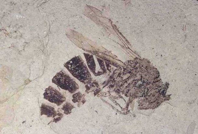 justwasp