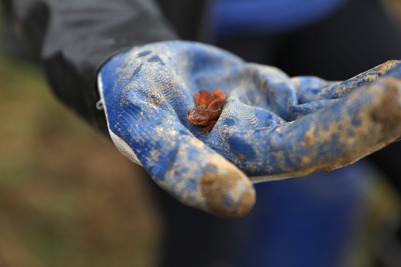 Newt on a glove.